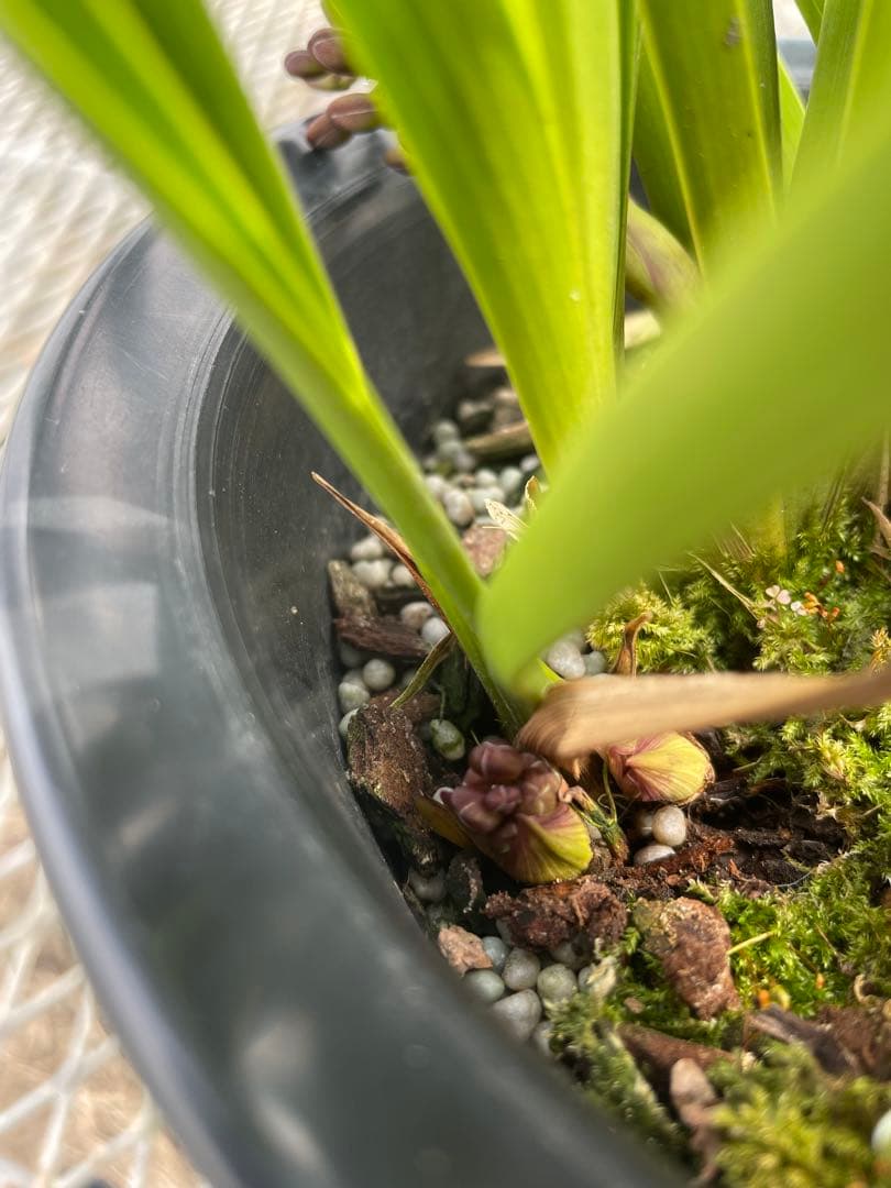 R8年キンリョウヘン花芽10本#4 - メルカリ