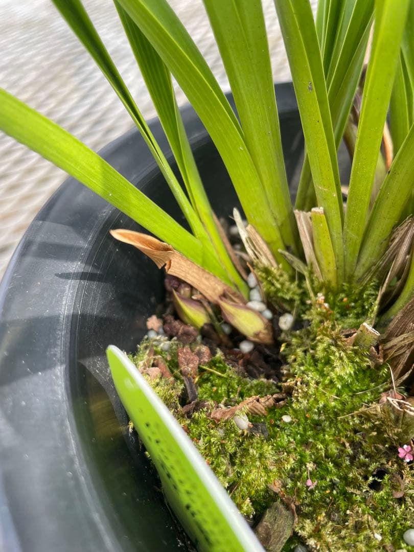 R8年キンリョウヘン花芽10本#4 - メルカリ