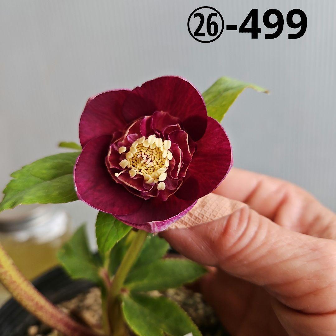 ㉖-499クリスマスローズ 園芸ネット本店｜吉田園芸さんのクリスマスローズ：クローリス26-04