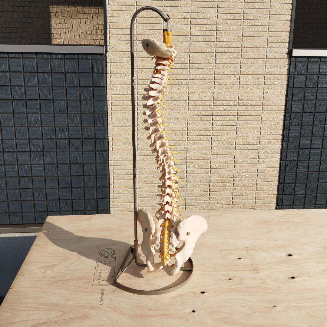 ドイツSOMSO（ソムソ）社製の脊柱骨格模型✨ガハハ本舗お宝倉庫市