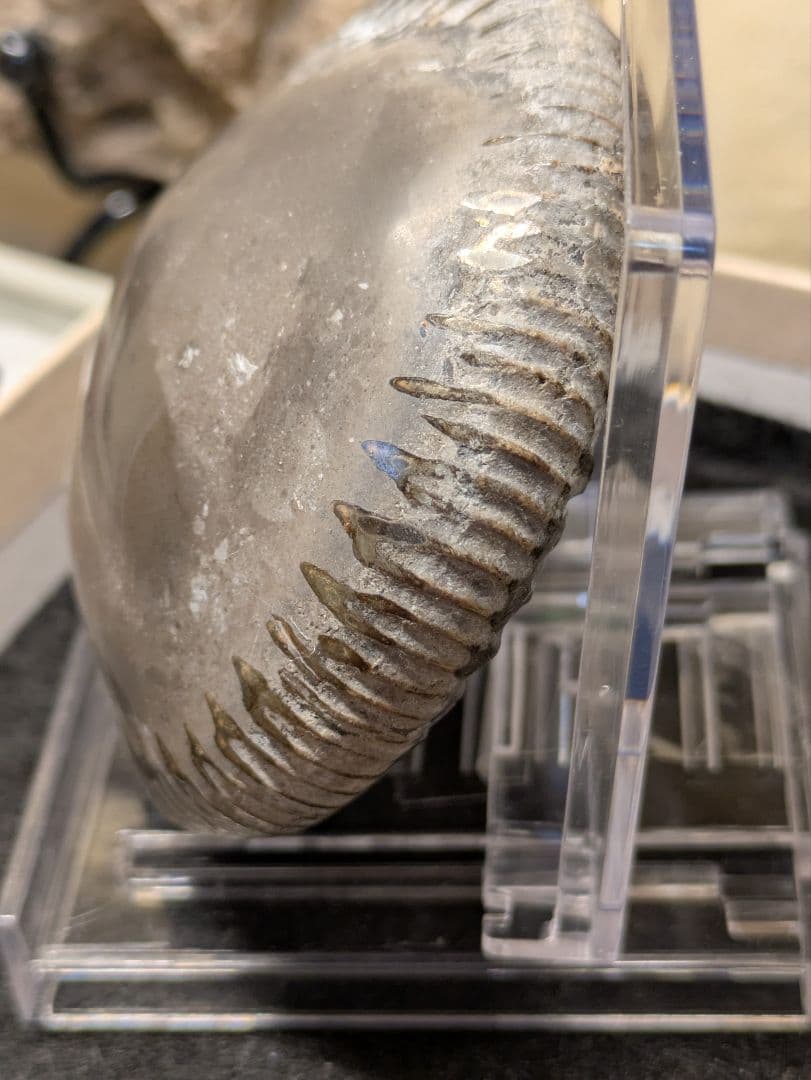 アンモナイト 化石 最高品位 レア産地 標本 鉱物 - メルカリ