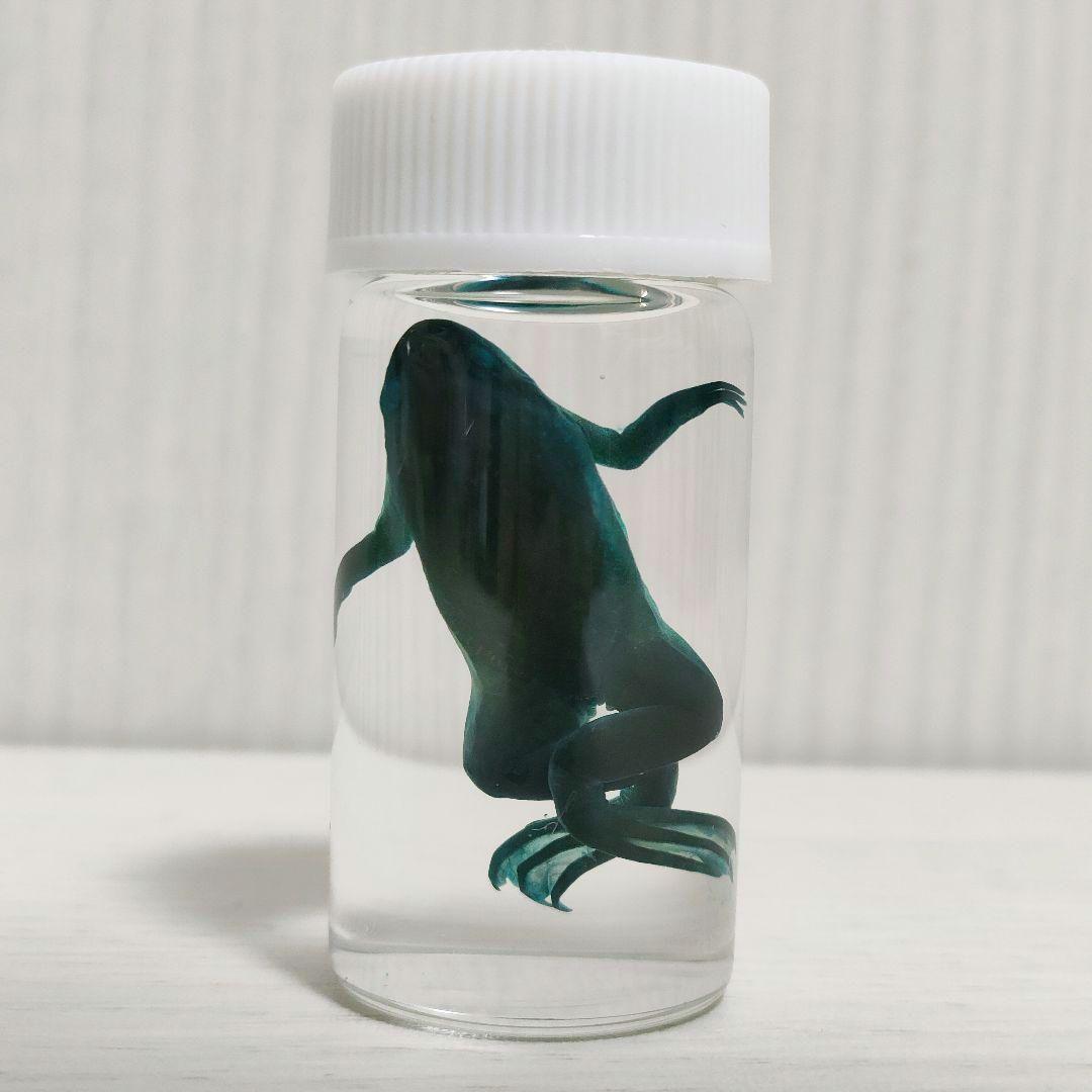 専用出品】ミニ透明標本作製キット（中級）×2個 軟骨染色済に変更