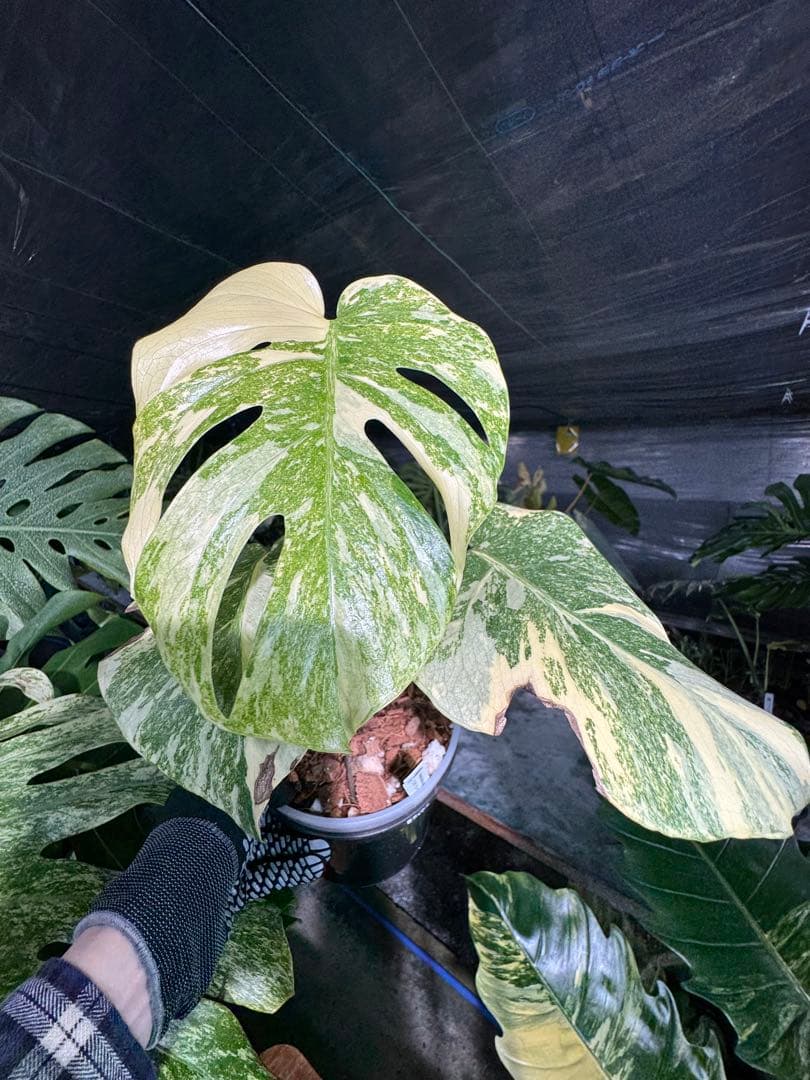 LG2モンステラ レガシー 美斑入り株