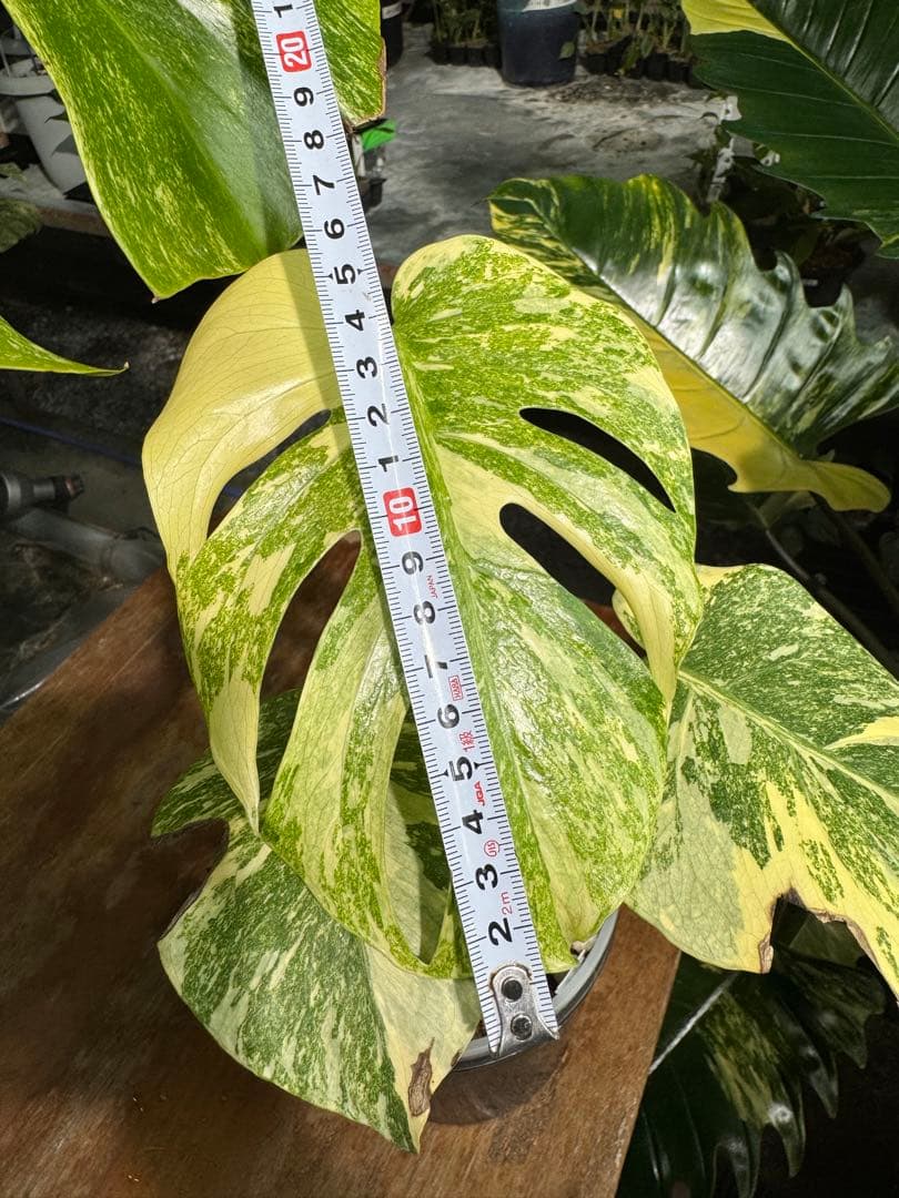 LG2モンステラ レガシー 美斑入り株