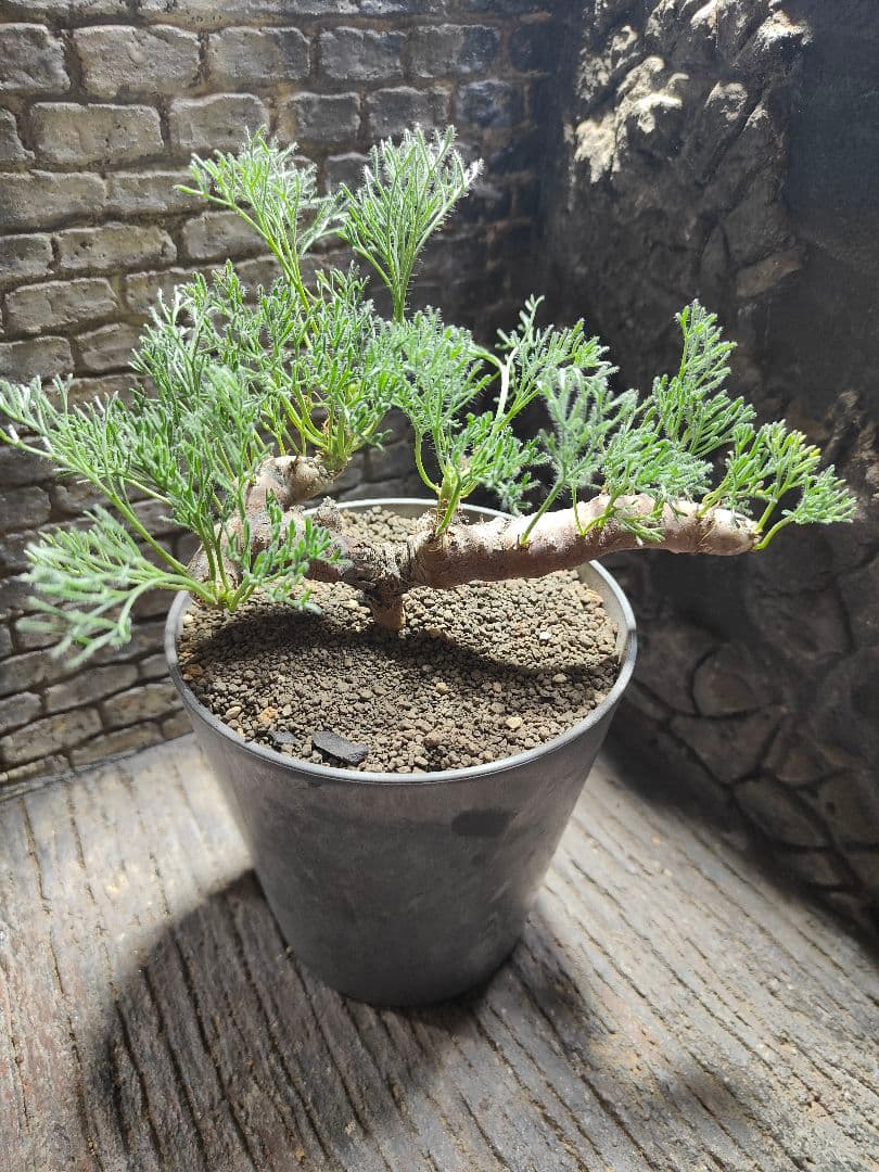 サウコカウロン ペニクリナム 大株