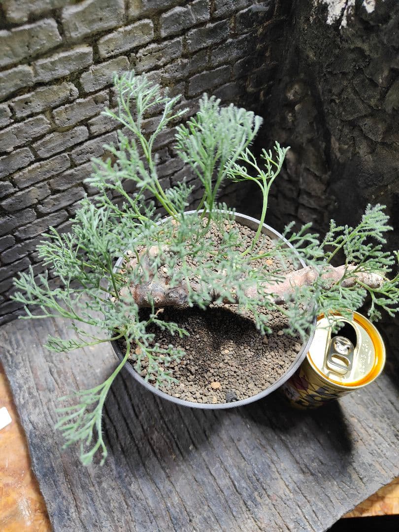 サウコカウロン ペニクリナム 大株