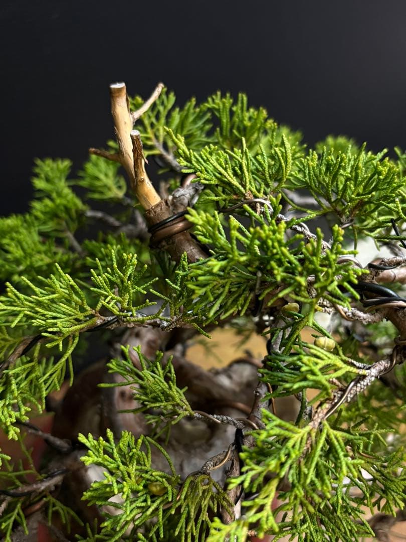 B*s様 [サービスオークション盆栽]真柏/サービスオークションには