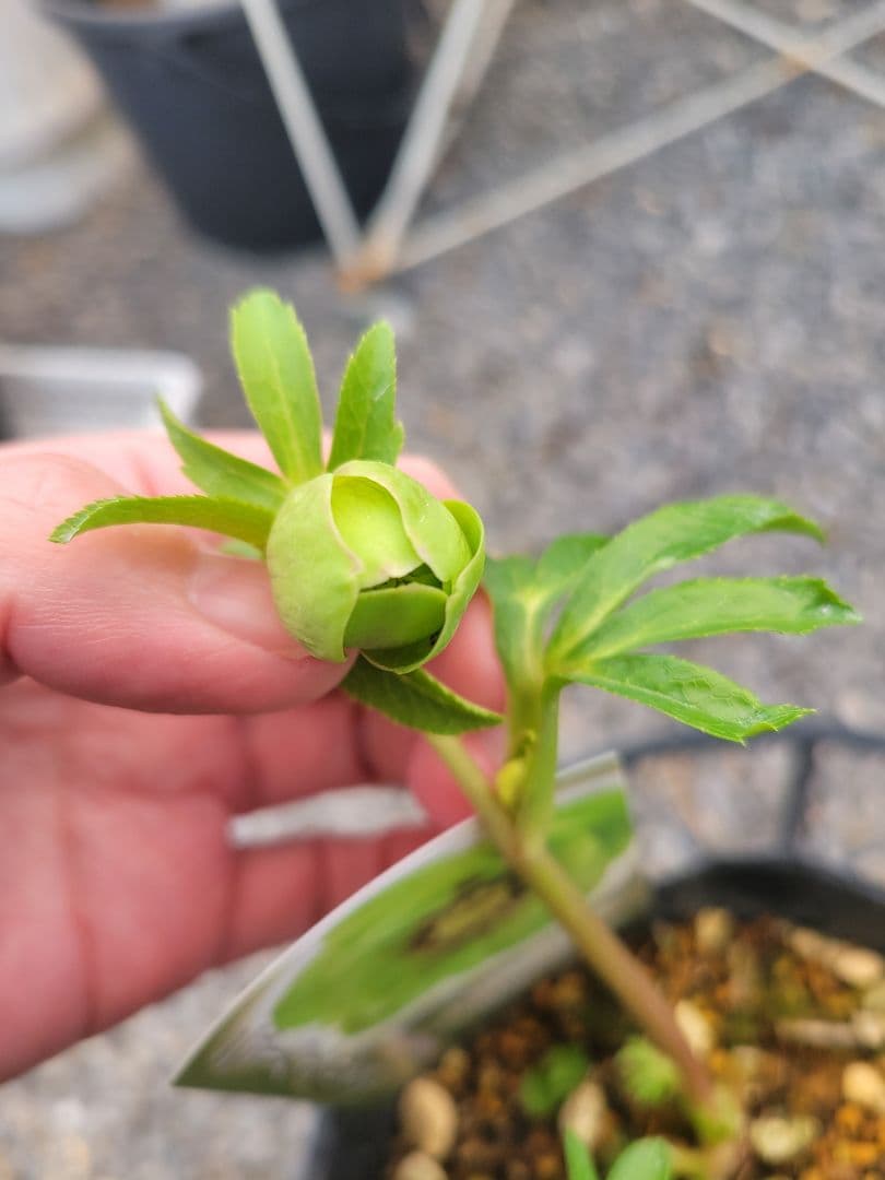 衛*様 クリスマスローズ グリーンブロッチ 爪白 - メルカリ