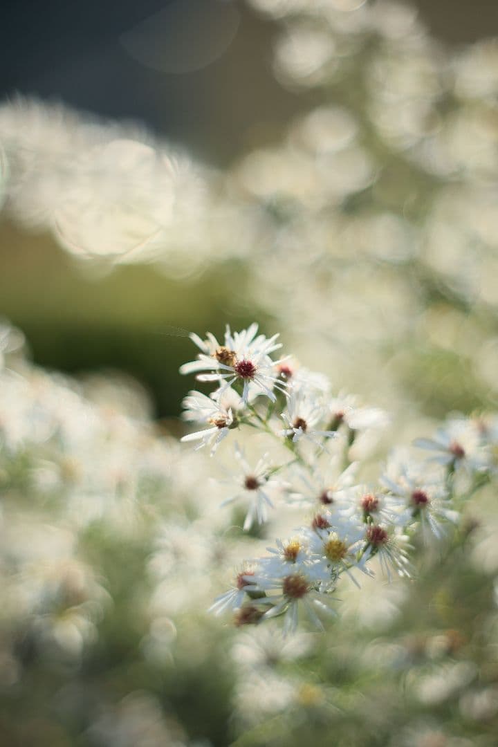 《希少》PENTACON auto 50mm F1.8 前期型 【光学美品】