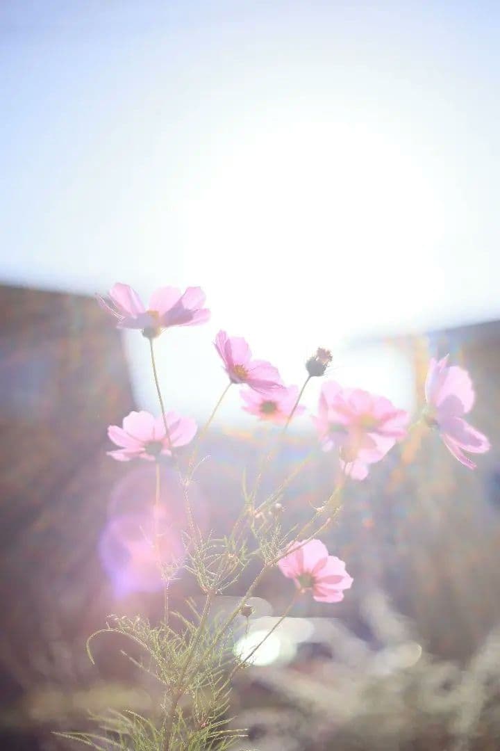 《希少》PENTACON auto 50mm F1.8 前期型 【光学美品】