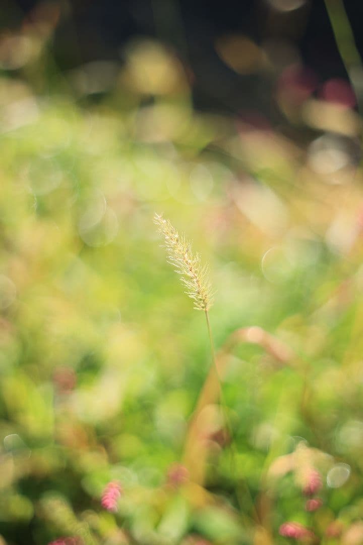 《希少》PENTACON auto 50mm F1.8 前期型 【光学美品】