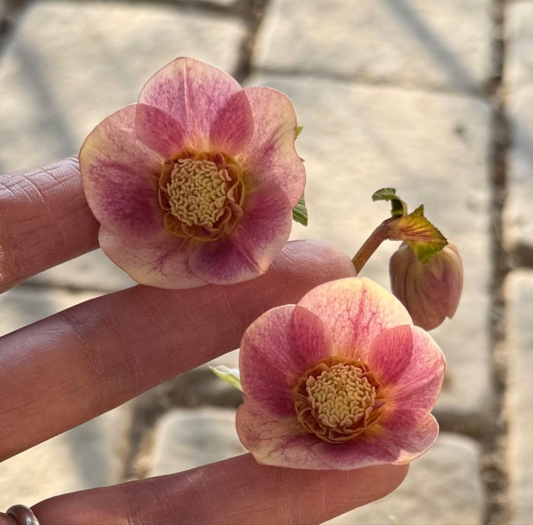 □大木ナーセリー□ いろはSD 昨シーズン株分け クリスマスローズ