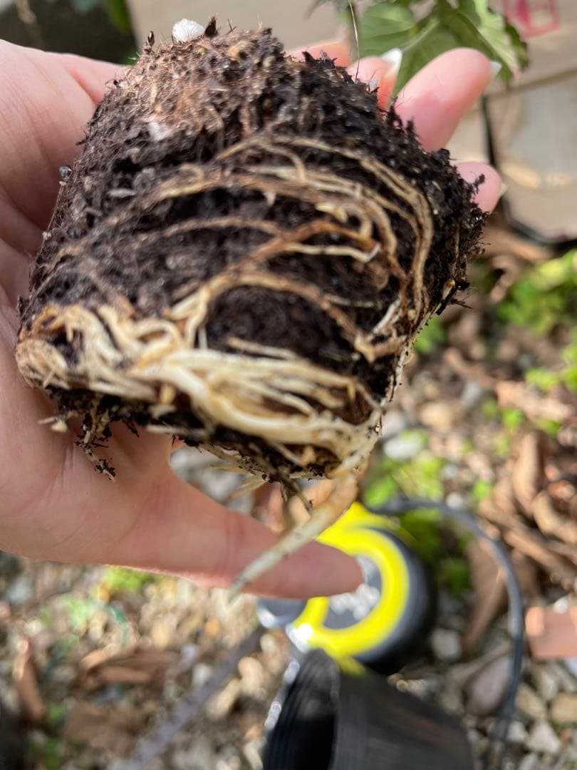 Ryutaro様専用】ブラックベリートリプルクラウン 取り木苗 20株 - 果樹