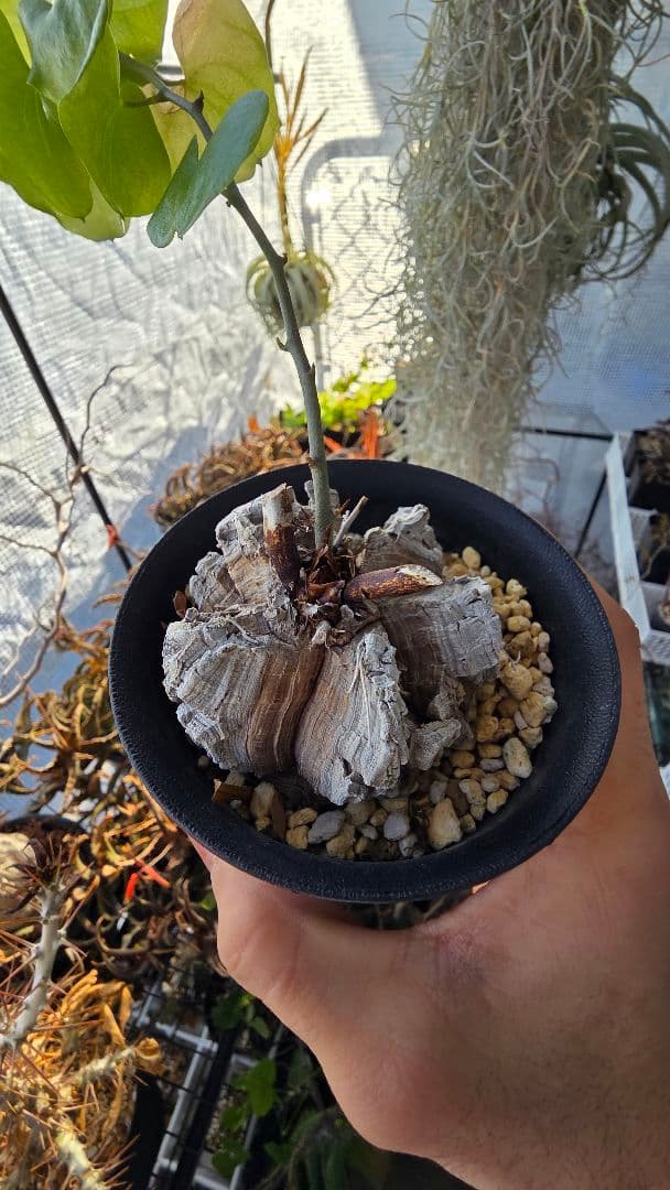 【長谷川園芸】亀甲竜 長谷川園芸産】亀甲竜 Dioscorea elephantipes 6寸 | mana's