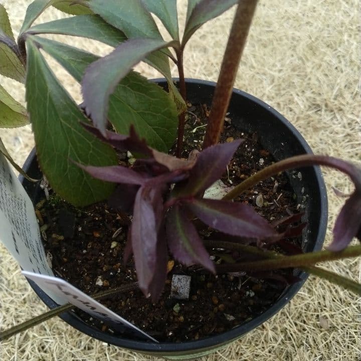 広瀬園芸。ブラックマジック。黒色の多弁花のクリスマスローズ。 NO36