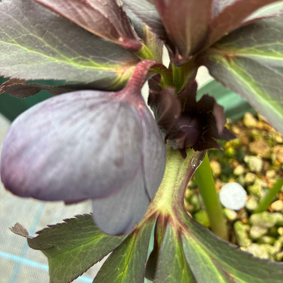 クリスマスローズ 木口交配 実生 スモーキーブルー 6寸 - メルカリ