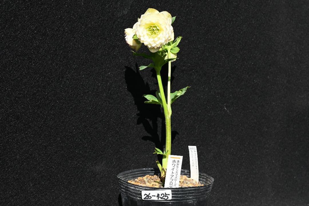 クリスマスローズ 認定！ホワイトアフロディーテ 「メビウス交配！加藤