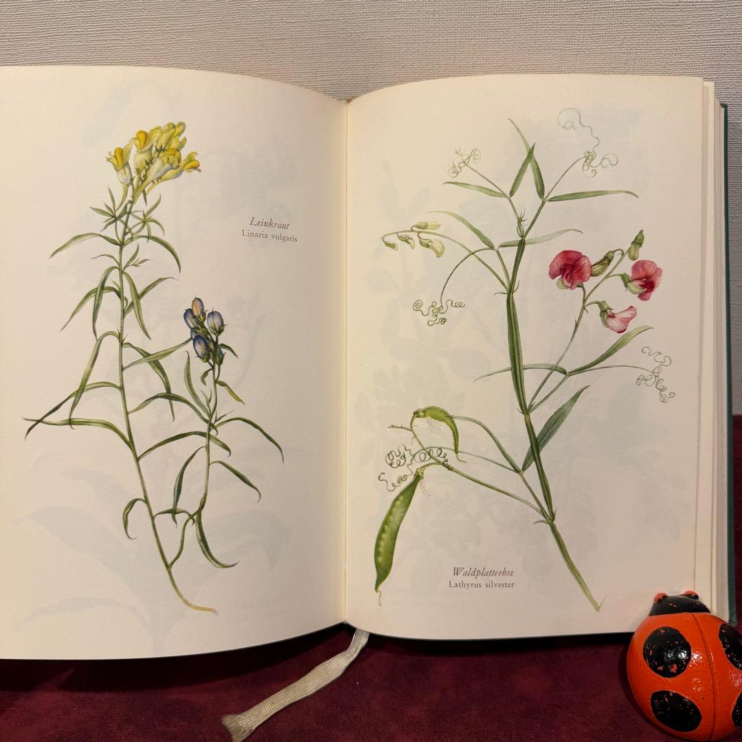 28③1966年ドイツElsa Flesko植物図鑑 植物画 ジャンクジャーナル