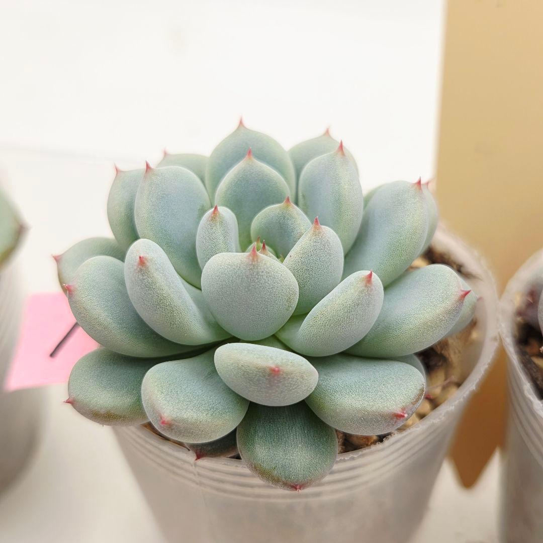 プーさん様 ミソップさん 4苗