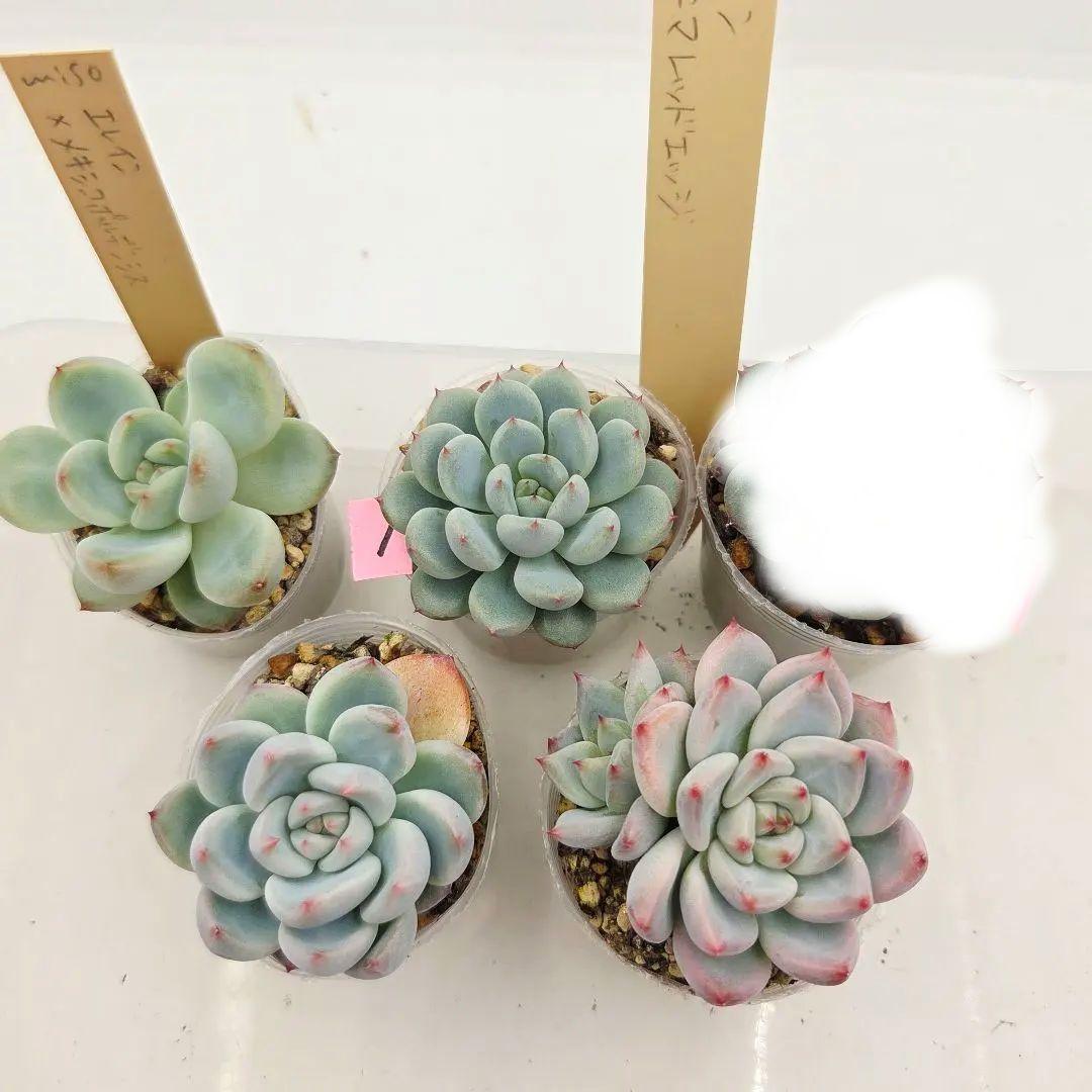 プーさん様 ミソップさん 4苗