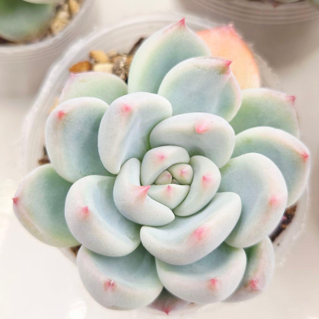 プーさん様 ミソップさん 4苗