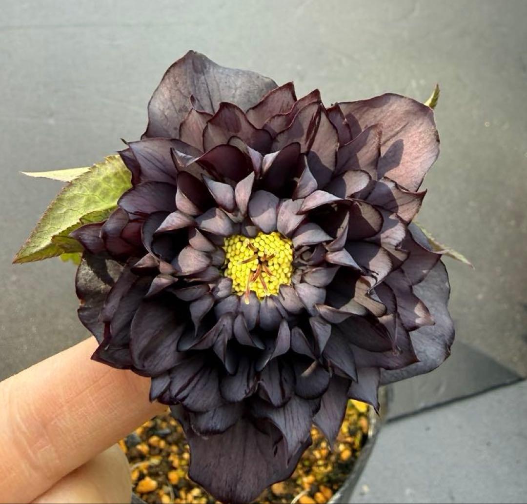 クリスマスローズ 開花株 ddダーク クレオパトラF1 - メルカリ