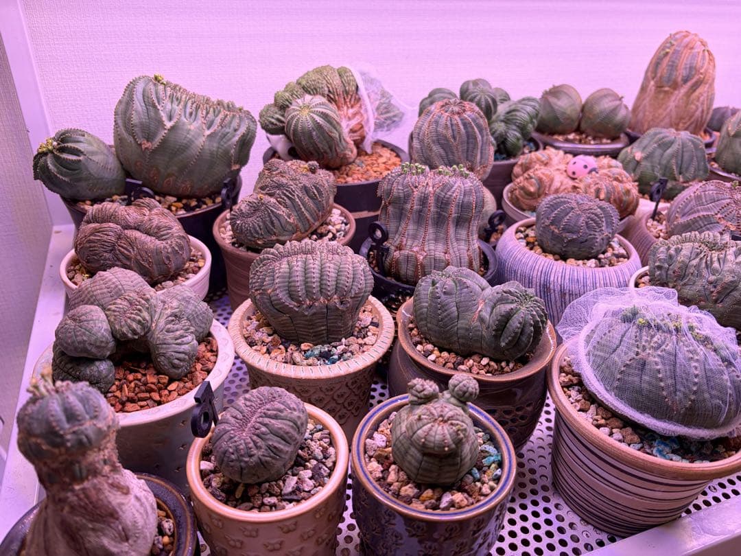 ① ユーフォルビア オベサ モンスト同士自家採取種子 10粒 綴化 異型