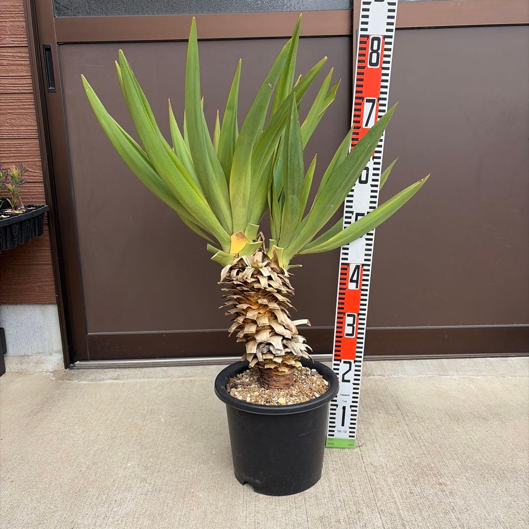 25063】（2ヘッド）ユッカグロリオサ アツバキミガヨラン - メルカリ