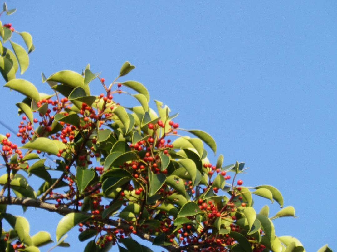 可愛いすぎるコンデジ】PENTAX optio RZ10 ブラック - メルカリ