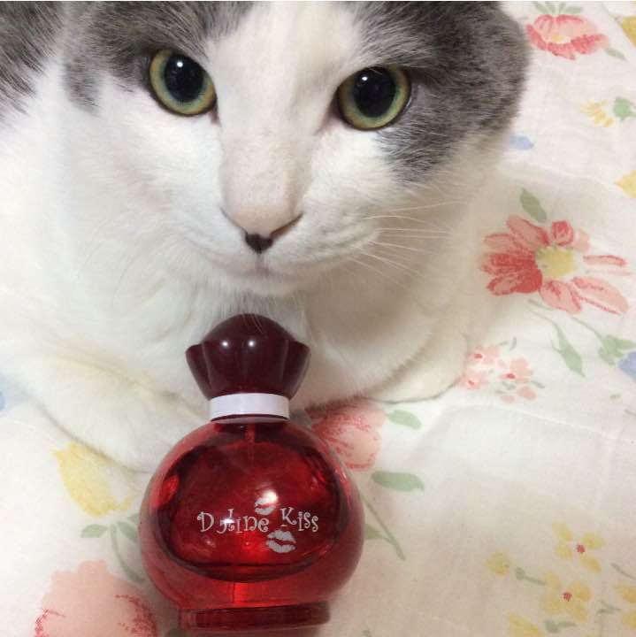 【お取り置き品】ドーリーン キス 100ml Amazon | ヴィアパリス ドーリーン キス EDT SP 100ml | JEUNESSE