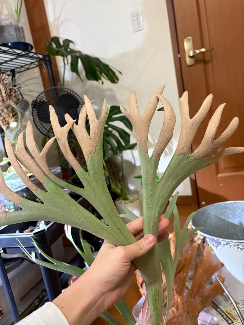 胞子大量！P.Willinckii Dwarf Tatsuta ビカクシダ 親株の通販はau PAY