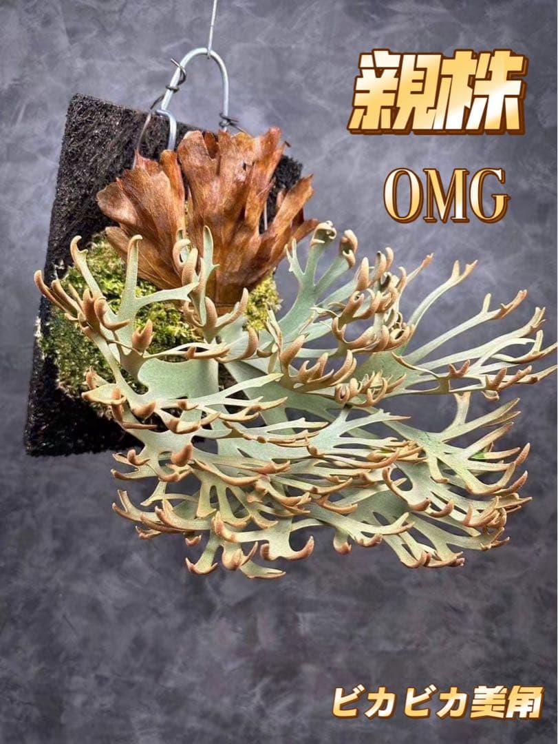極大サイズ ビカクシダP.willinckii OMG spore - メルカリ