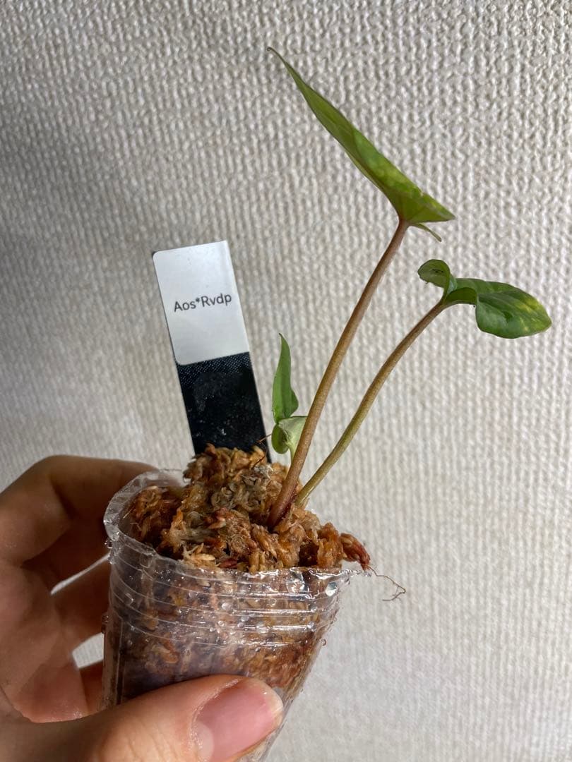 J*様 Anthurium AOS✖️RVDP斑入り - メルカリ