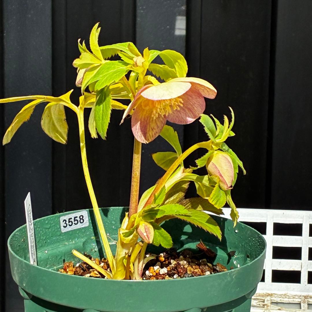 l*a様 558☘️ラスト2☘️蕾花タグ付☘️極上☘️唯一無二☘️⭐️SD⭐️蜃