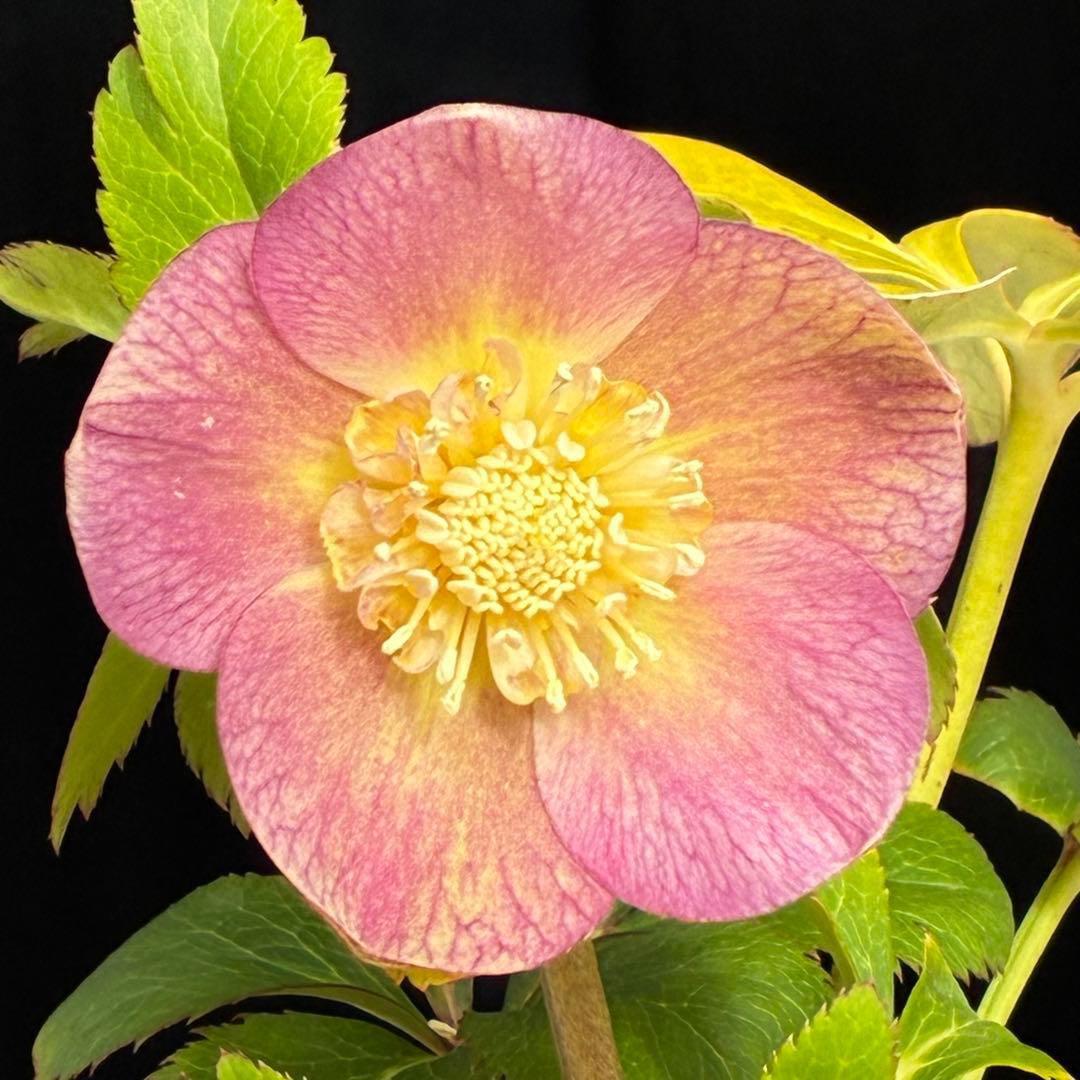 l*a様 558☘️ラスト2☘️蕾花タグ付☘️極上☘️唯一無二☘️⭐️SD⭐️蜃