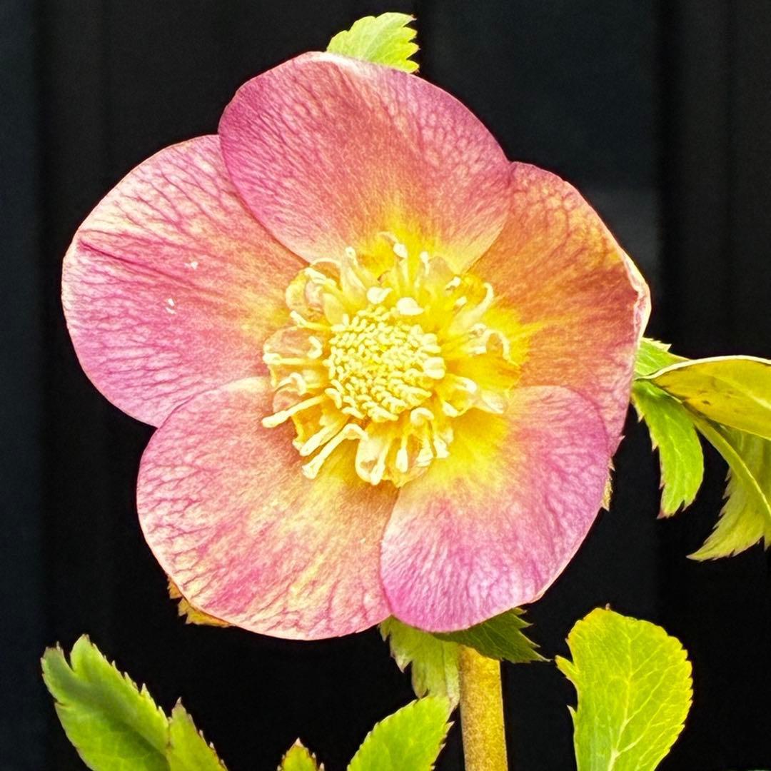 l*a様 558☘️ラスト2☘️蕾花タグ付☘️極上☘️唯一無二☘️⭐️SD⭐️蜃