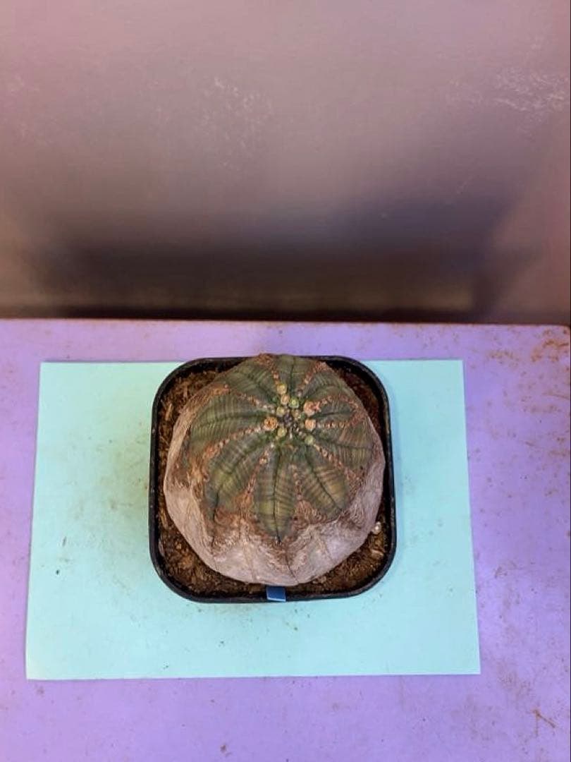 《3号B》ユーフォルビア　オールド　オベサ　雌株