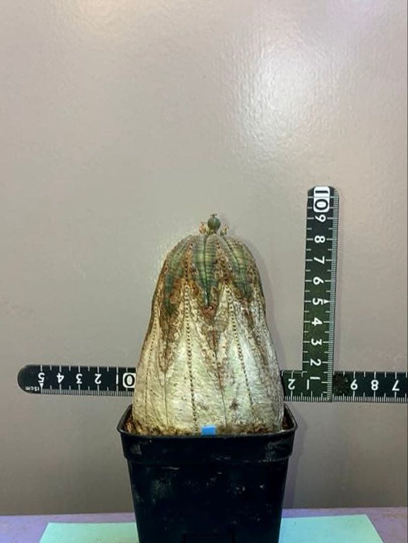 《3号B》ユーフォルビア　オールド　オベサ　雌株