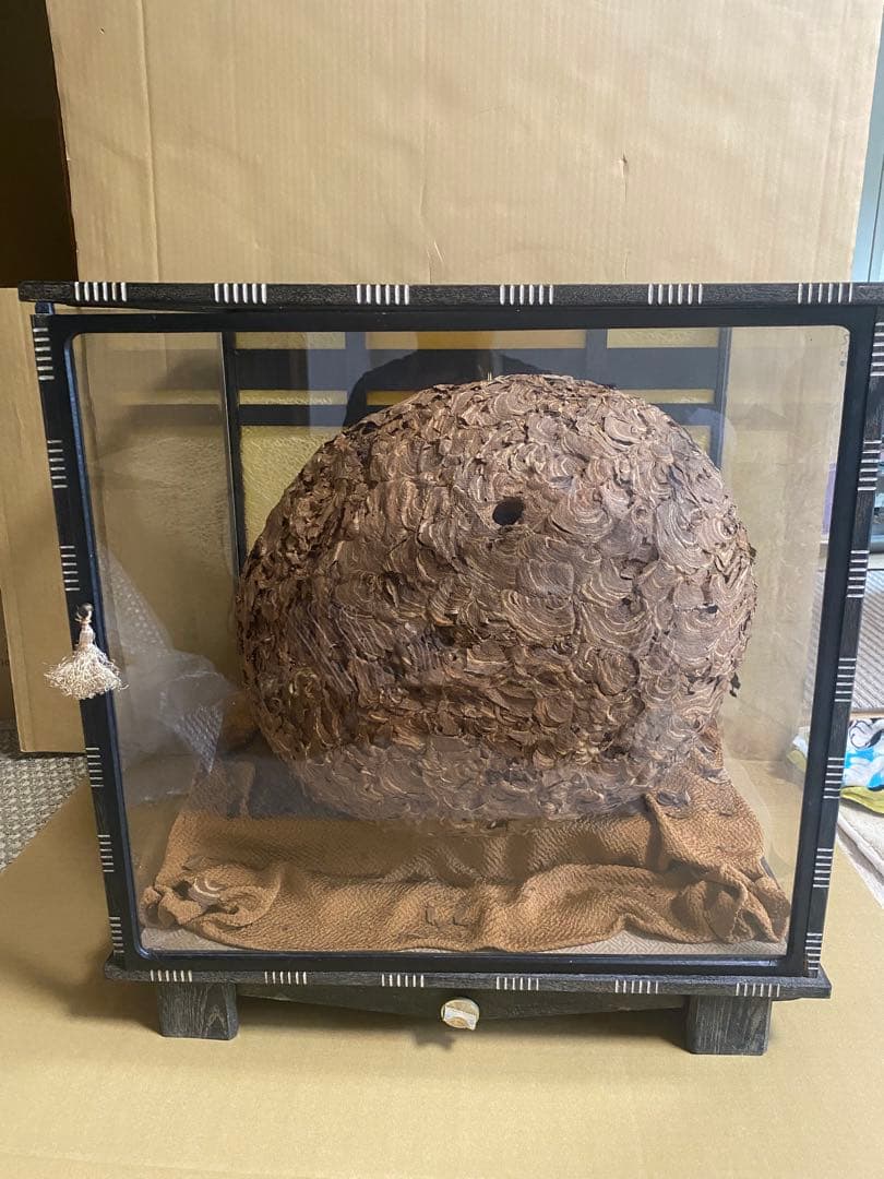 雀蜂の巣 スズメバチ ガラスケース　ハチの巣 オルゴール付きの木箱 雀蜂の巣 スズメバチ ガラスケース ハチの巣 オルゴール付きの木箱 雀