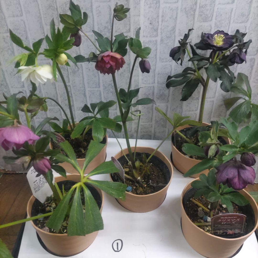 ７日入荷⭐️クリスマスローズダブル咲き⭐️５品種⭐️５鉢セット 楽天市場】2023年新入荷苗 クリスマスローズ ダブル咲き ピンク系