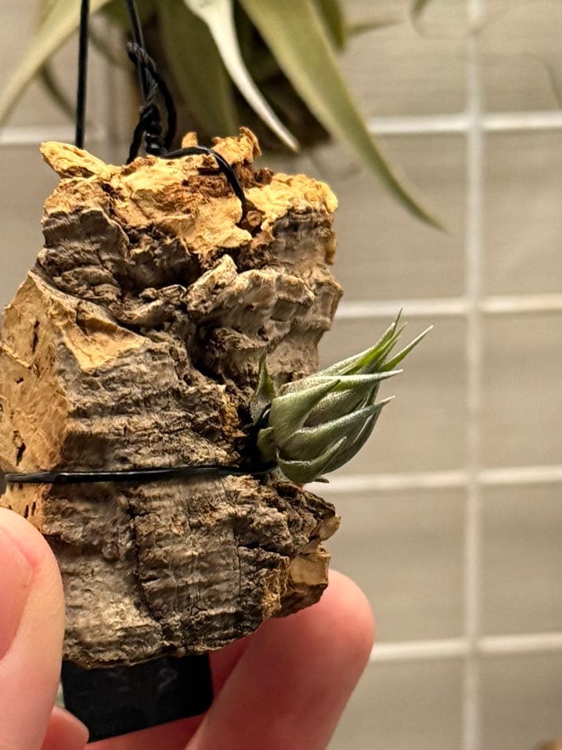 Tillandsia kautskyi (たゆみま由来) Tillandsia kautskyi (たゆみま由来) c4115e56574429c86deb609af8e0b1