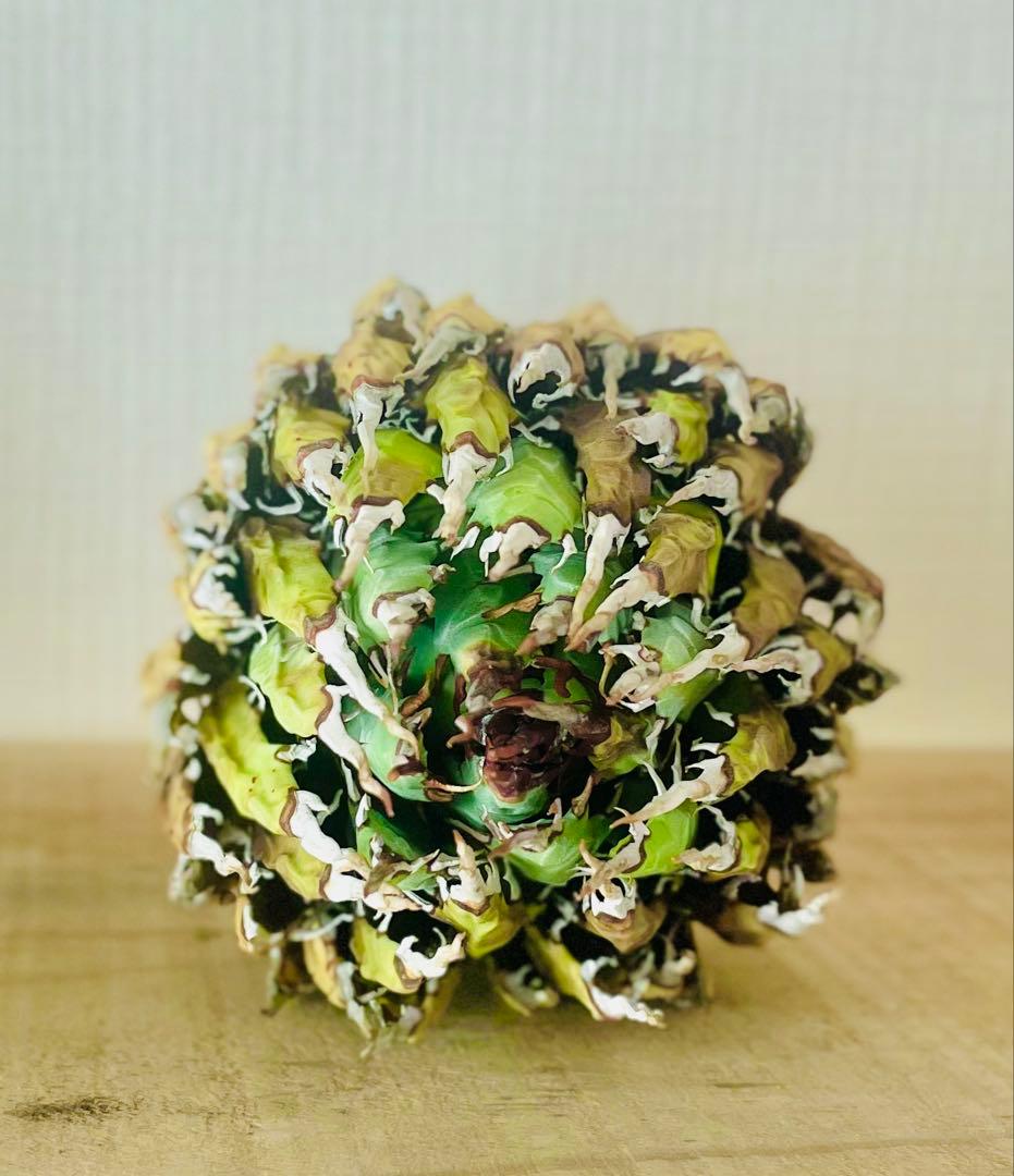 今だけ特売！【陽炎】エボリスピナ厳選美型株！締まった優良株！抜苗/第四種郵便！