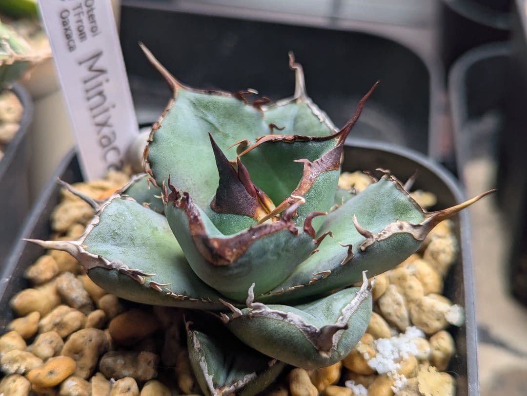 オアハカオテロイ 超コンパクト “Minixaca” 発根活着済 タグ鉢付発送