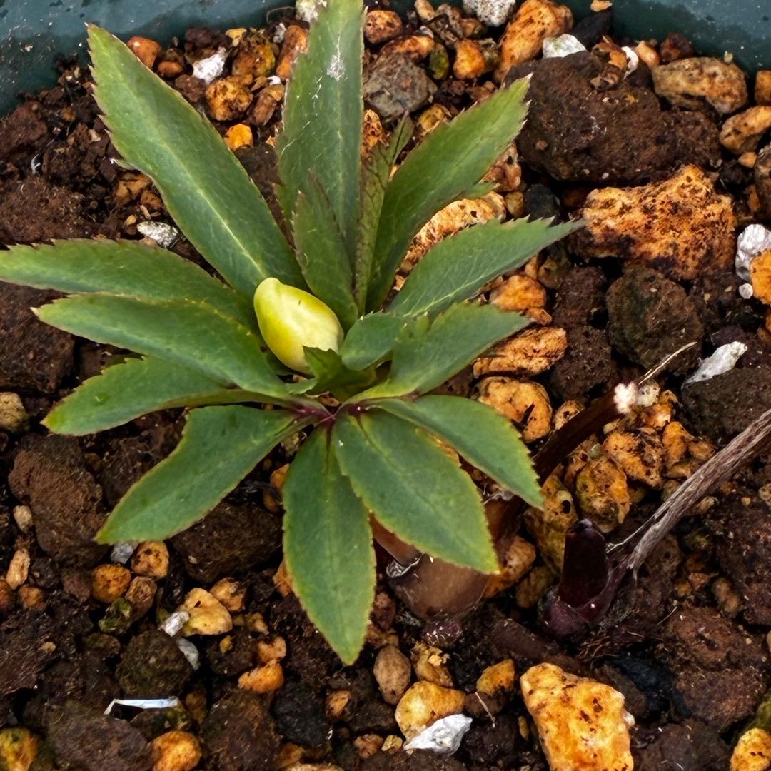 m*t様 3475☘️ラスト2☘️蕾タグ付☘️超希少☘️⭐️ノスタルジア⭐️超小