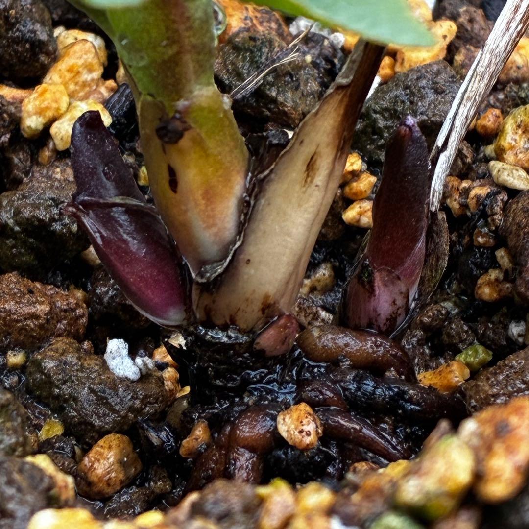 m*t様 3475☘️ラスト2☘️蕾タグ付☘️超希少☘️⭐️ノスタルジア⭐️超小