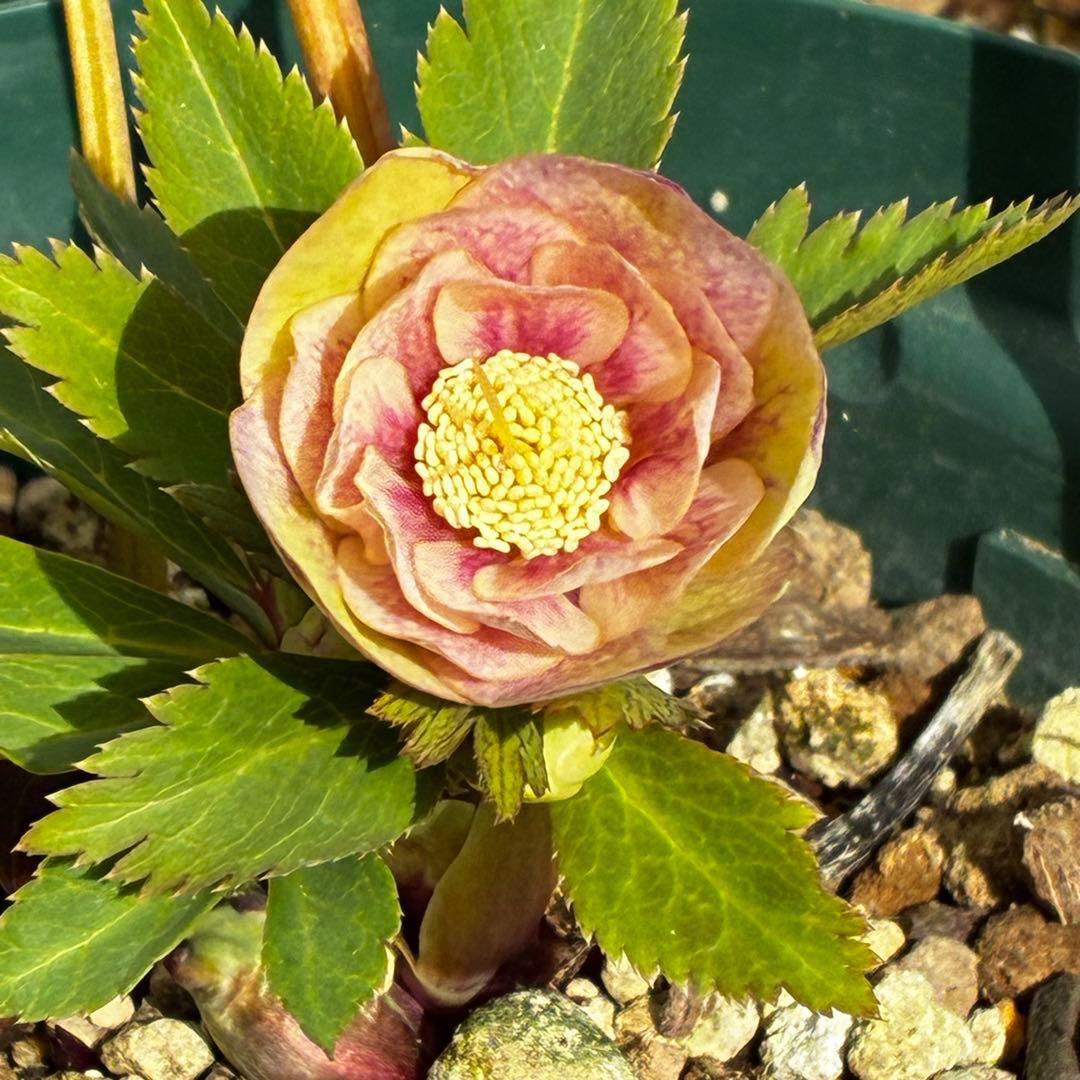 m*t様 3475☘️ラスト2☘️蕾タグ付☘️超希少☘️⭐️ノスタルジア⭐️超小