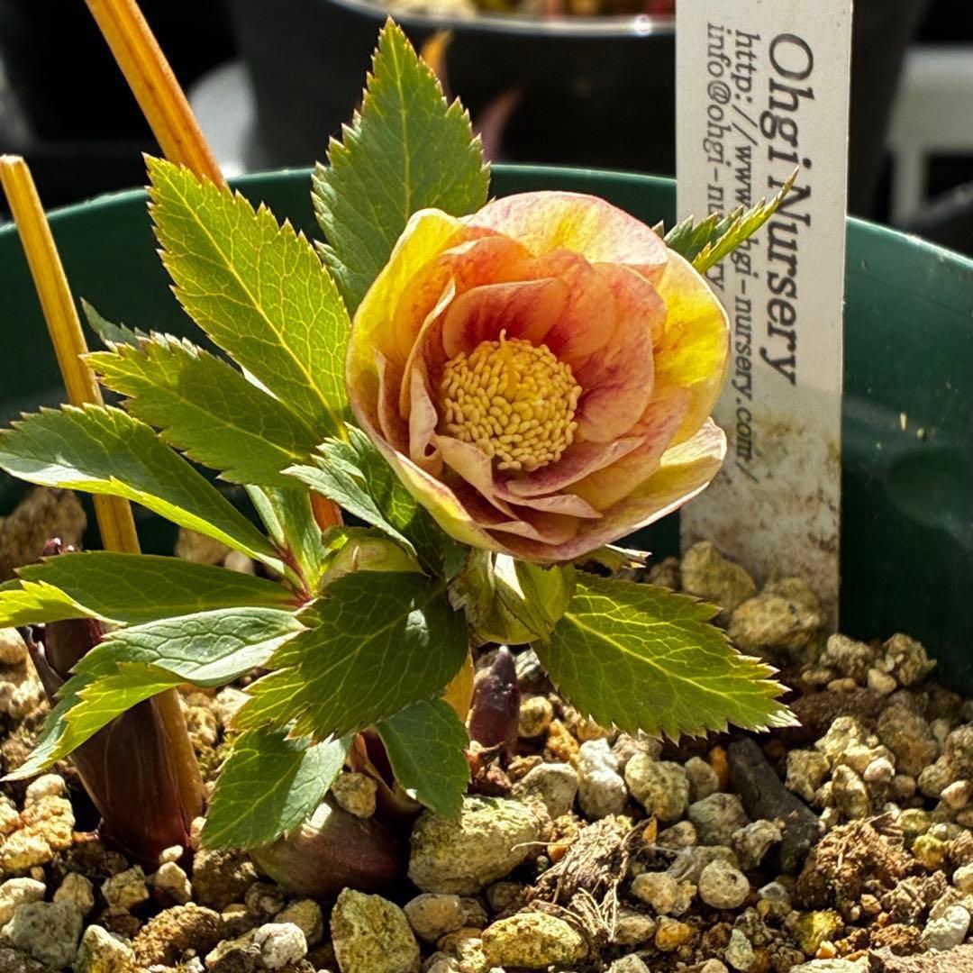 m*t様 3475☘️ラスト2☘️蕾タグ付☘️超希少☘️⭐️ノスタルジア⭐️超小