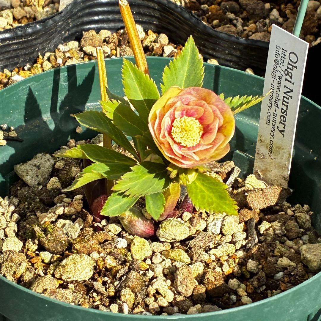 m*t様 3475☘️ラスト2☘️蕾タグ付☘️超希少☘️⭐️ノスタルジア⭐️超小