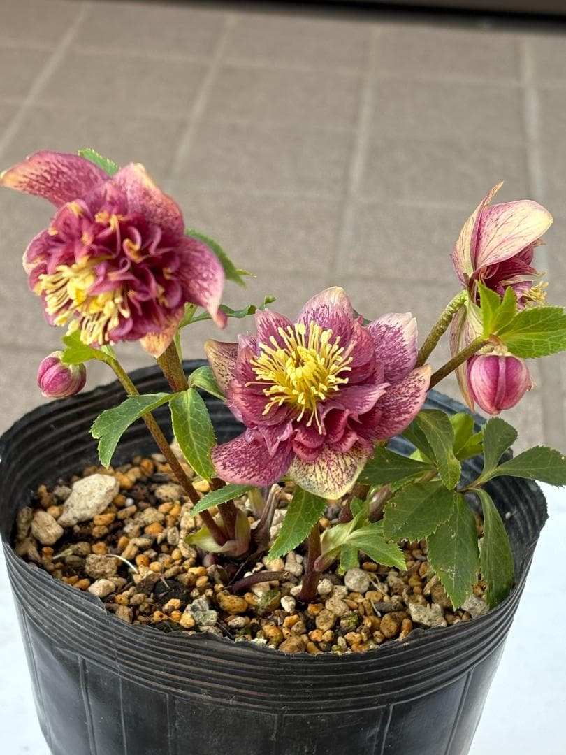 ペコ様ご購入苗㉖-261クリスマスローズ クリスマスローズ 花郷園