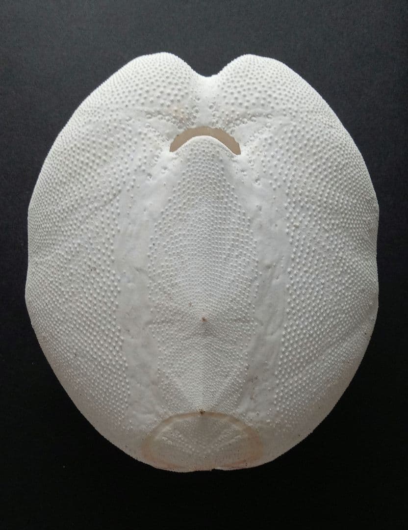 特大サイズ ライオネスブンブク ブンブク 標本 ウニ殻 - メルカリ